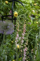 Digitalis 'Sutton's Apricot' with Rosa 'The Pilgrim' behind.