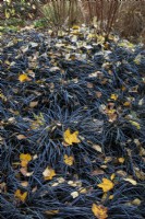 Ophiopogon Planiscapus 'Nigrescens', black mondo grass in atumnal border with fallen leaves