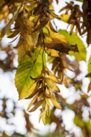 Carpinus betulus, Hornbeam, autumn