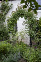 The rambling rose, 'Francis E Lester', has been trained over a metal arch beside the stable door