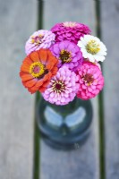 Zinnia Lilliput mixed in a small vase