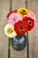 Zinnia Oklahoma mixed Small posy of flowers in a vase