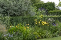 Mixed perennial border in yellow and blue tones, July
