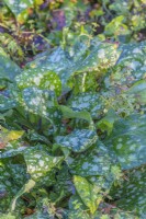 Pulmonaria saccarata leaves in Autumn - November