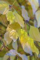 Cornus alba in Autumn leaf colours - November