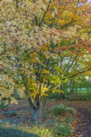 View of Parrotia persica in an informal country cottage woodland garden in Autumn - November
