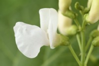 Phaseolus coccineus  'White Emergo'  Runner bean flower  June

