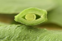 Phaseolus coccineus  'White Emergo'  Runner bean picked pod cut open  July