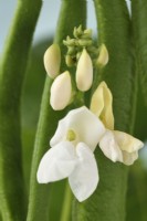 Phaseolus coccineus  'White Emergo'  Runner bean flower and pods  July