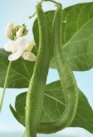 Phaseolus coccineus  'White Emergo'  Runner bean flower and pods  July