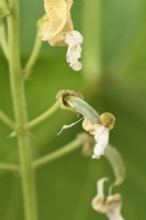 Phaseolus coccineus  'White Emergo'  Runner bean pods forming as flowers die  August