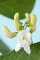 Phaseolus coccineus  'White Emergo'  Runner bean flower  June