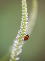 Ladybird on Veronicastrum virginicum 'Fascination' - Culver's Root - June