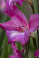 Gladiolus 'Charm'