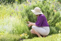 Woman picking Mint stems