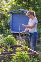 Woman adding garden cane to support tomatoes.