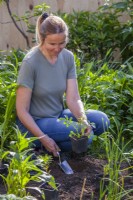 Woman planting Ammi majus - Bishop's Weed seedling in bed in companion with other annual flowers.