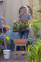 Woman with tray of bedding flowers including Sanvitalia, Zinnia profusion,  Geranium, Lantana and Scaevola ready for planting in terracotta container.