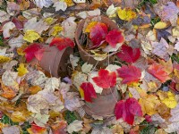 fallen leaves of Acer rubrum 'October glory' - Red maple 'October Glory' and discarded terra cotta flower pots  autumn November