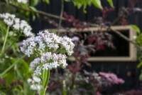 Valeriana officinalis ssp. sambucifolia on the RSPCA Garden designed by Martyn Wilson - RHS Chelsea Flower Show 2023