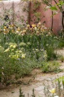 Drought tolerant planting on The Nurture Landscapes Garden  with Benton iris, and Eschscholzia californica - designer Sarah Price - RHS Chelsea Flower Show 2023