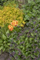 Tulips amongst Pulmonaria saccharata and Spirea japonica 'Gold Rush' at Barnsdale Gardens, April