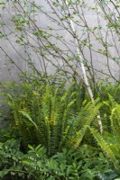 Polygonatum stenanthum, Betula utilis var. jacquemontii 'Doorenbos' and ferns on the RBC Brewin Dolphin Garden designed by Paul Hervey-Brookes - RHS Chelsea Flower Show 2023