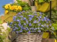 Lithodora diffusa Heavenly Blue in basket, spring May