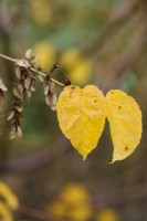 Acer davidii leaves in November