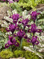 Iris reticulata Purple Hill, spring March