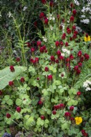 Trifolium incarnatum, Crimson Clover