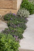 Herbs including thyme and mint growing between paving slabs