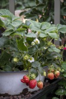 Strawberry growing in recycled enamel tub used as a pot
