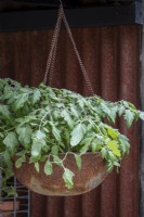 Tomato plants in a recycled rusty hanging basket