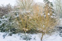 Salix alba 'Golden Ness'. Young pollarded shrubs with snow in winter. December