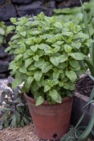 Terracotta pot of mint in small patio garden
