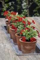 Calibrachoa 'Red Kiss' or 'Million Bells' growing in terracotta pots