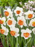 Narcissus Split-Corona Over Easy, spring March
