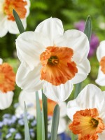 Narcissus Split-Corona Over Easy, spring March