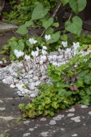Cyclamen hederifolium flowering naturalised in a border surrounded by stone chips