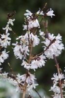 Abeliophyllum distichum - White forsythia. Closeup of flowers. February