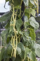Phaseolus coccineus pods 
French Bean 'Sunshine