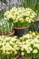 Narcissus bulbocodium in pot, spring March