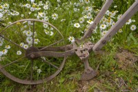 Vintage wheeled hoe for weeding along rows of seedlings