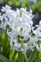 Hyacinthus orientalis 'Arentine Arensden'. Closeup of a heritage hyacinth variety dating from 1875. March