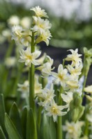 Hyacinthus orientalis. Closeup of a heritage double yellow hyacinth dating from 18th century and believed to be 'L'Ophir'. March.