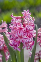Hyacinthus orientalis 'Gertrude'. Closeup of a heritage hyacinth variety dating from 1850. March