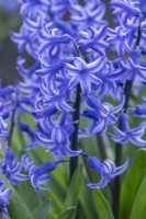 Hyacinthus orientalis 'Doctor Stresemann'. Closeup of a heritage hyacinth variety dating from 1930. March