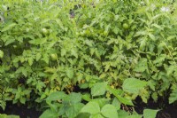 Phaseolus vulgaris - Yellow Wax Beans and Lycopersicon esculentum - Tomato plants in vegetable plot in summer.