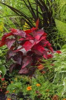 Crimson red Solenostemon - Coleus, orange Tagetes - Marigold, Red Zinnia, Alternanthera 'Purple Prince', Hosta 'Shade Fanfare' in border in summer.